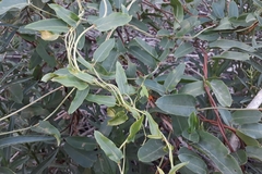 Muehlenbeckia sagittifolia