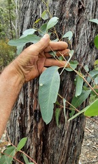 Eucalyptus laevopinea