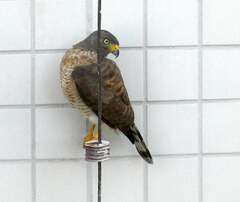 Rupornis magnirostris