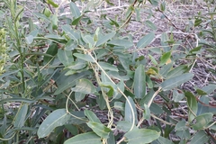 Muehlenbeckia sagittifolia