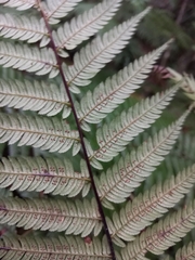 Cyathea lindeniana