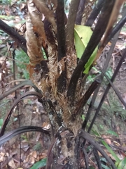 Cyathea lindeniana