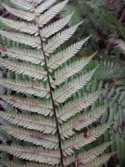 Cyathea lindeniana