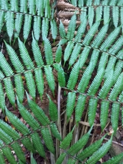 Cyathea lindeniana