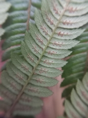 Cyathea lindeniana