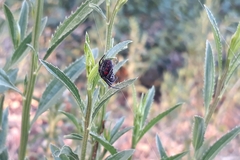 Parawixia bistriata