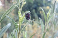 Parawixia bistriata