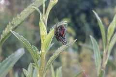 Parawixia bistriata