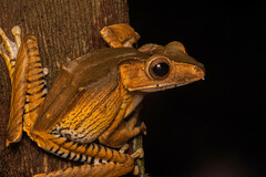 Polypedates otilophus