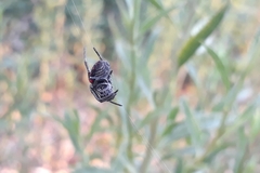 Parawixia bistriata