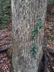 Eucalyptus quadrangulata