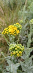 Senecio lanceus