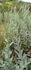 Senecio lanceus
