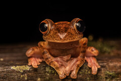 Rhacophorus pardalis