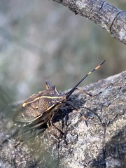 Omyta centrolineata