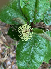 Trichocladus crinitus