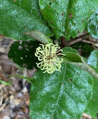 Trichocladus crinitus