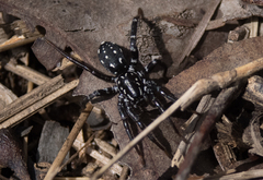 Nyssus albopunctatus