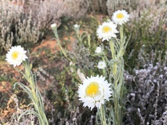 Polycalymma stuartii