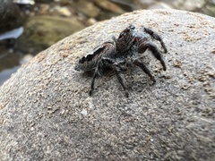 Sandalodes superbus