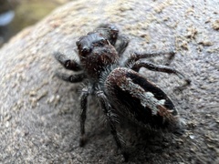 Sandalodes superbus