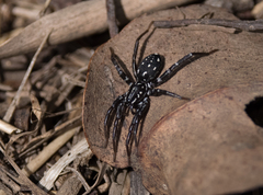 Nyssus albopunctatus