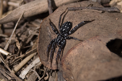 Nyssus albopunctatus