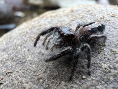 Sandalodes superbus