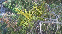 Arceuthobium oxycedri