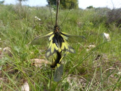 Libelloides coccajus