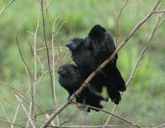 Crotophaga ani