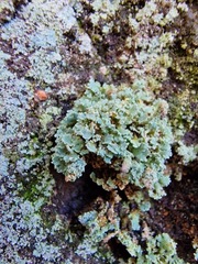 Cladonia caespiticia