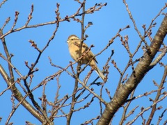 Emberiza cioides