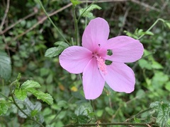 Hibiscus pedunculatus