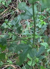 Hibiscus pedunculatus