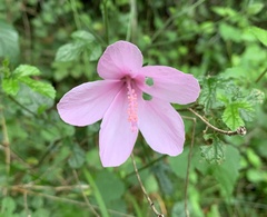 Hibiscus pedunculatus