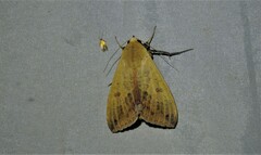 Ophiusa disjungens