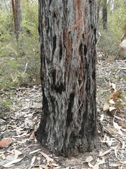 Eucalyptus laevopinea