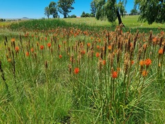 Kniphofia uvaria