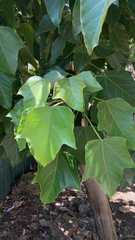 Aleurites moluccanus