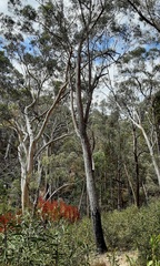 Eucalyptus laevopinea