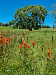 Kniphofia uvaria