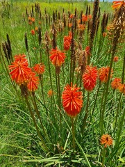 Kniphofia uvaria