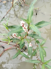 Persicaria senegalensis
