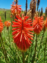 Kniphofia uvaria