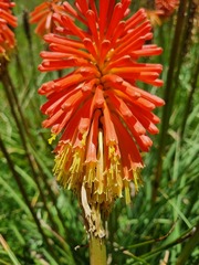 Kniphofia uvaria