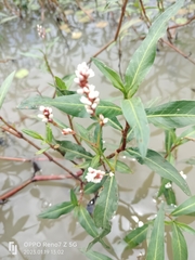 Persicaria senegalensis