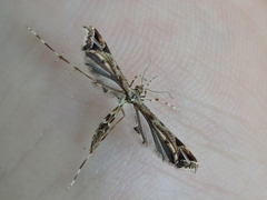 Platyptilia