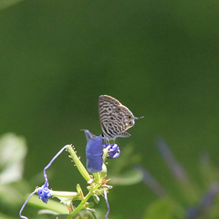 Leptotes pirithous