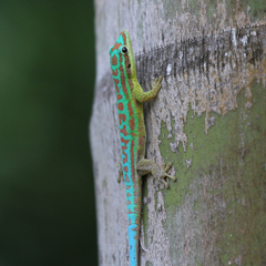 Phelsuma cepediana